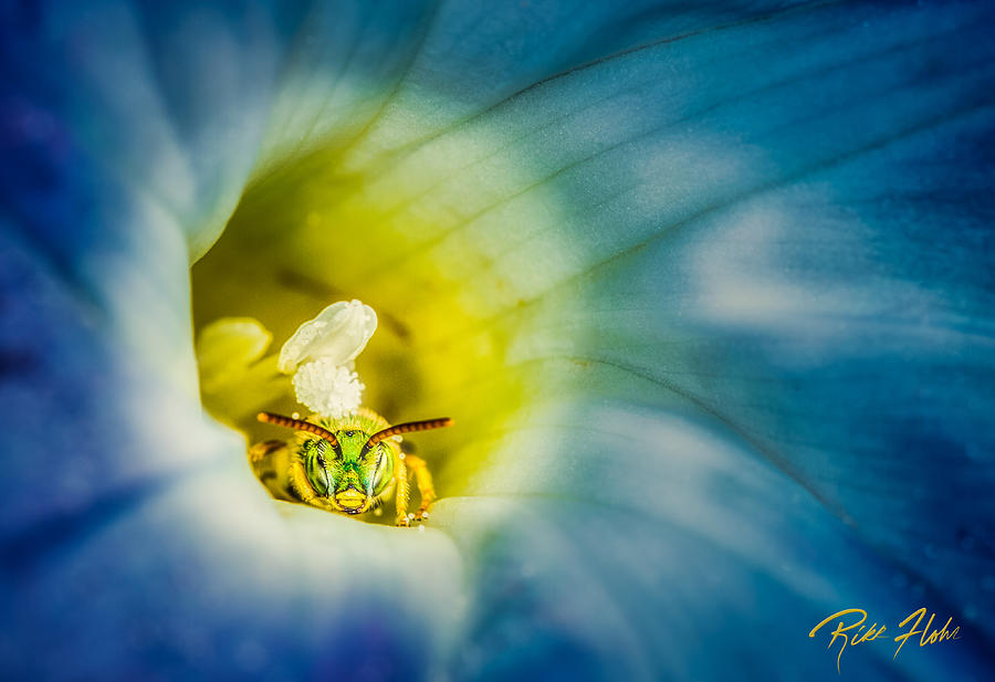 Metallic Green Bee in Blue Morning Glory Photograph by Rikk Flohr