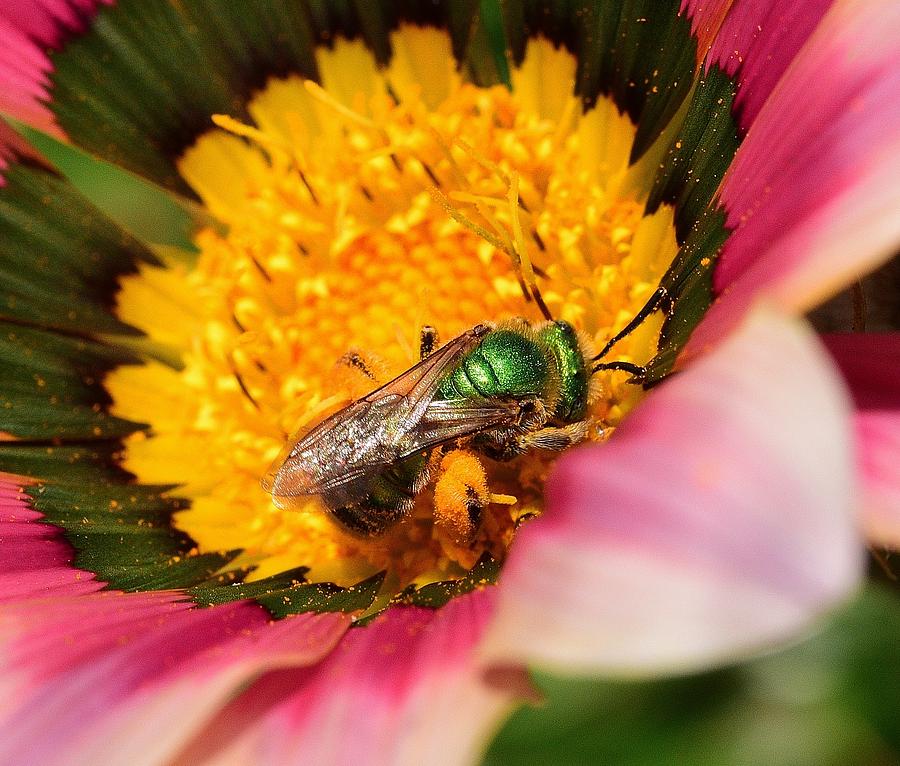 Metallic Green Sweat Bee 1 Photograph by Linda Brody
