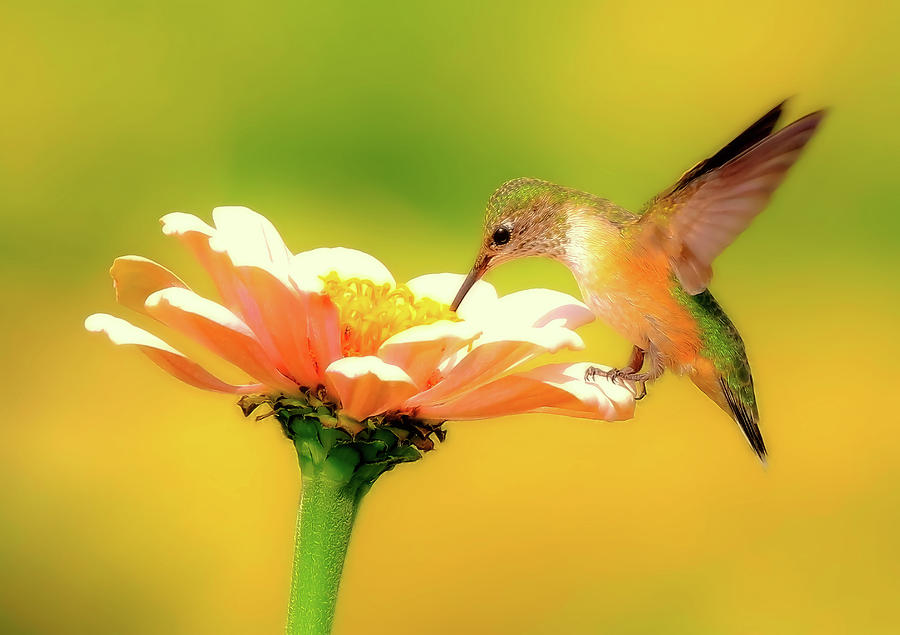 Metallic Hummingbird Photograph by Athena Mckinzie