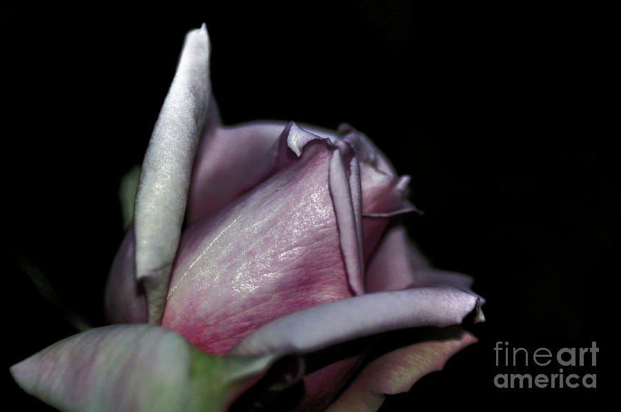 Rose Photograph - Metallic Rose by Kaye Menner
