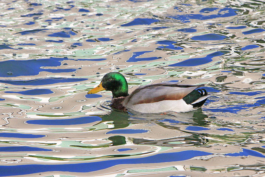 Duck Photograph - Metallic Water by Shoal Hollingsworth