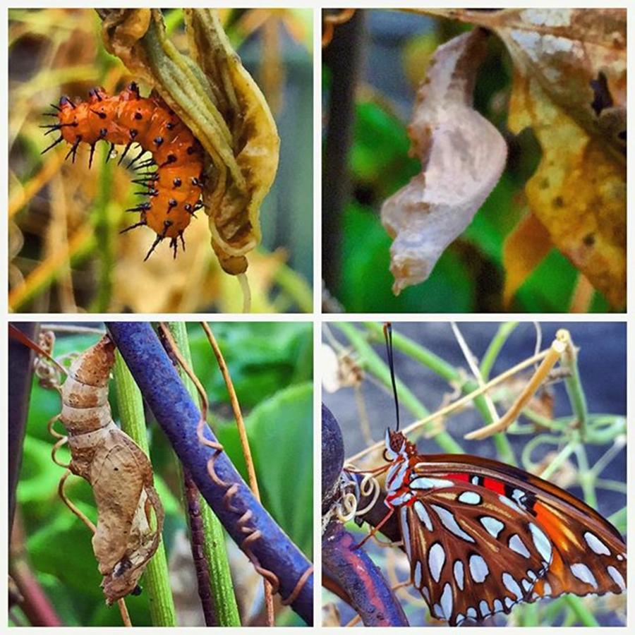 Butterfly Photograph - Metamorphosis #caterpillar #butterfly by Joan McCool