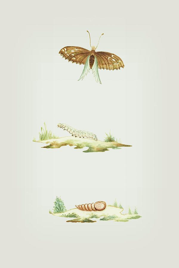 Metamorphosis of An Exotic Grass Caterpillar Into A Butterfly by Cornelis Markee 1763 Mixed Media by Movie Poster Prints
