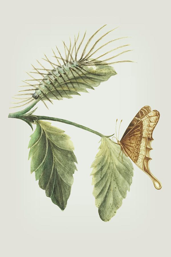Metamorphosis Of The Caterpillar Shown On A Leaf With The Butterfly by Cornelis Markee 1763 Mixed Media by Movie Poster Prints