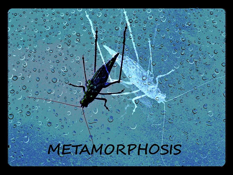 Metamorphosis Photograph by Phyllis Meinke