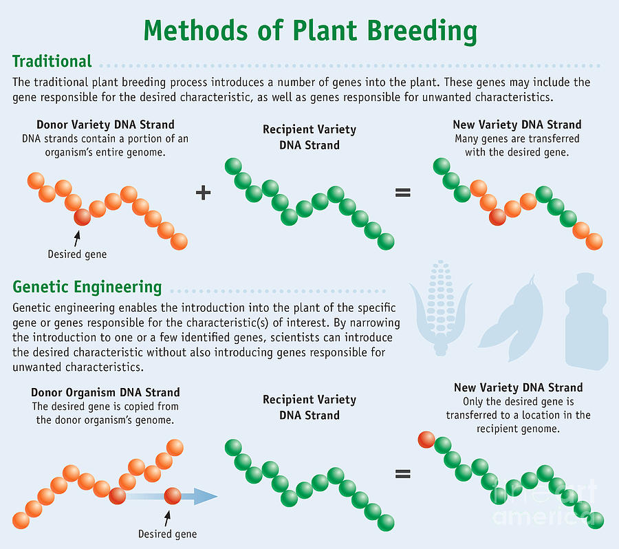 Methods Of Plant Breeding Photograph by Science Source