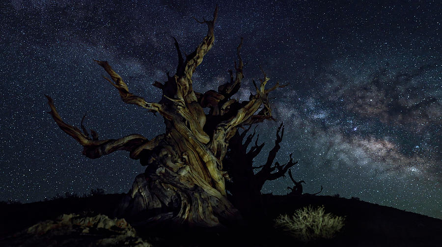 Tree Photograph - Methuselahs Milkyway by CEB Imagery