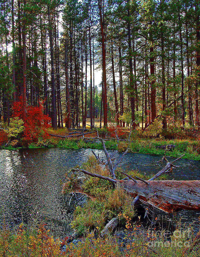 Metolius Dreaming Photograph by Diane E Berry
