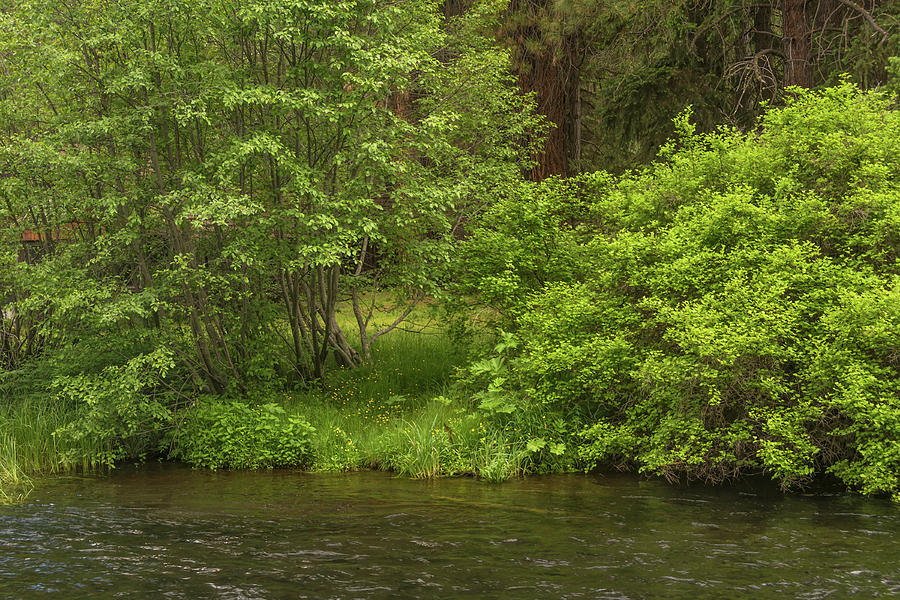 Nature Photograph - Metolius in Spring by Marv Vandehey