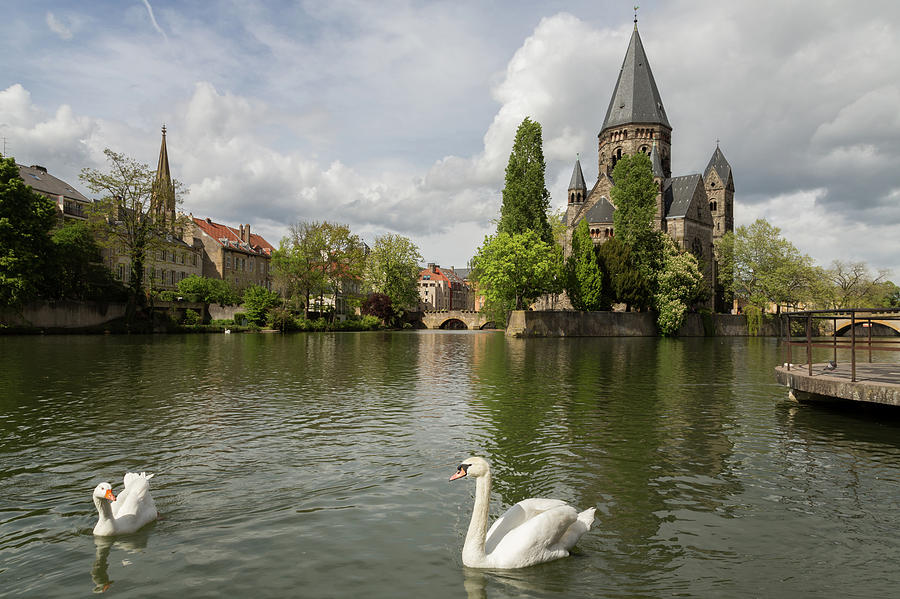 Metz Swan and Goose Photograph by John Daly