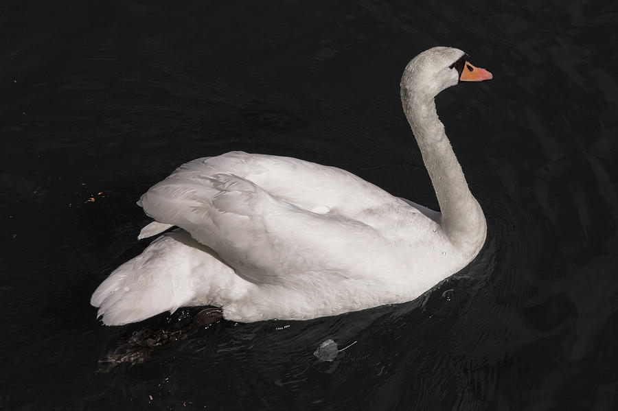 Metz Swan Photograph by John Daly