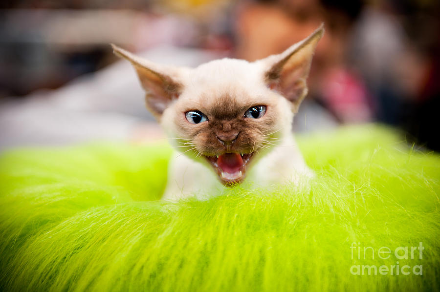 Mew kitty funny mad face Photograph by Arletta Cwalina