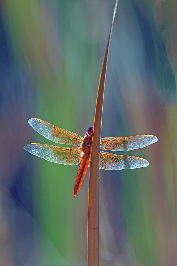 Nature Photograph - Flame Skimmer 0126-050918-1cr by Tam Ryan