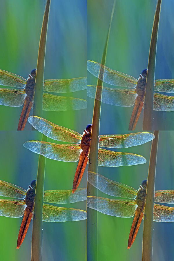 Flame Skimmer Dragonfly 0126-050918-2cr-photo art Photograph by Tam Ryan