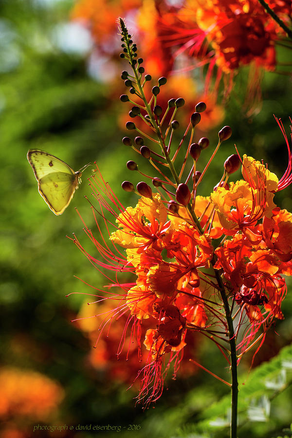 Mexican Bird of Paradise and Butterfly 3 Photograph by David Eisenberg ...