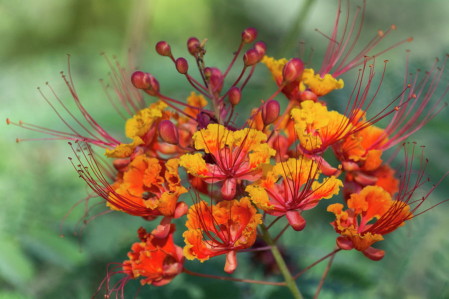 Mexican Bird of Paradise Blooming  Photograph by Saija Lehtonen