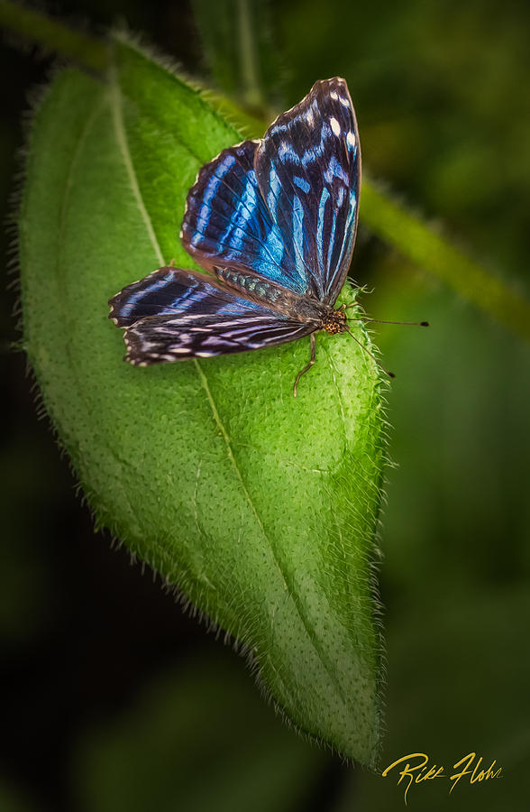 Mexican Blue Butterfly Photograph by Rikk Flohr