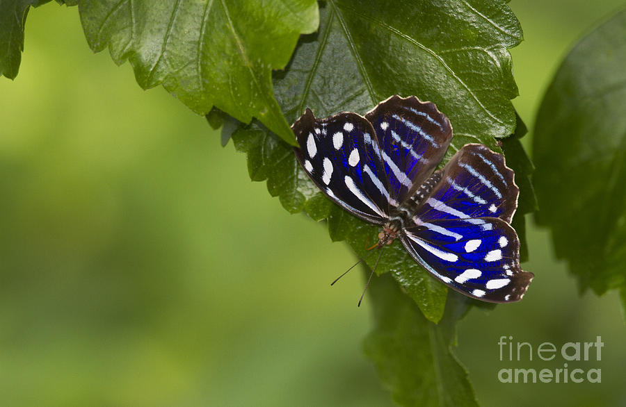 Mexican Blue wing butterfly  Photograph by Ruth Jolly