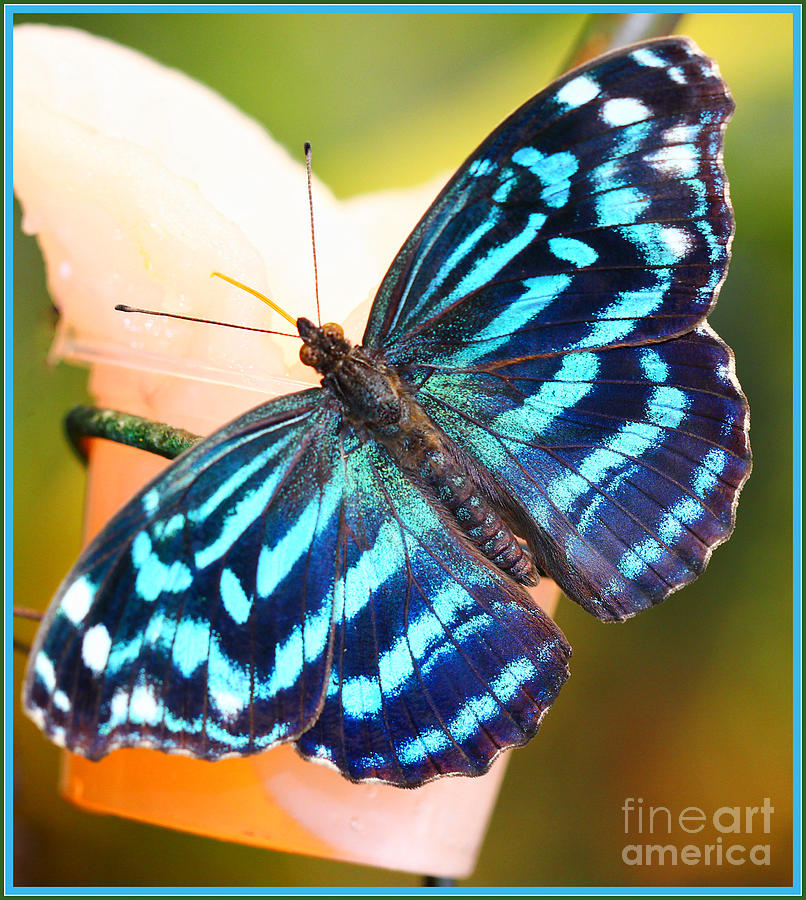 Mexican Bluewing Butterfly Photograph by Anna Sheradon