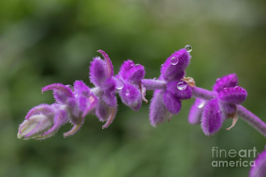 Wildflower Photograph - Mexican Bush Sage by Eva Lechner