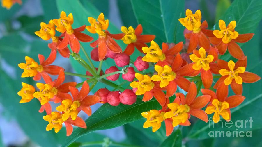 Mexican Butterfly Weed 1 Photograph by Jennifer E Doll