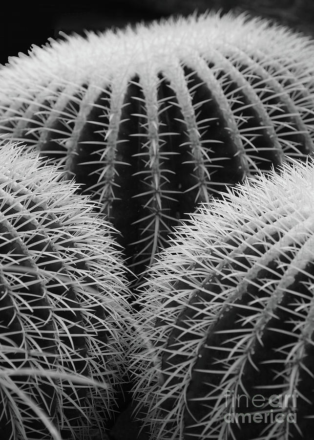 Mexican Cacti Photograph by Rudi Prott