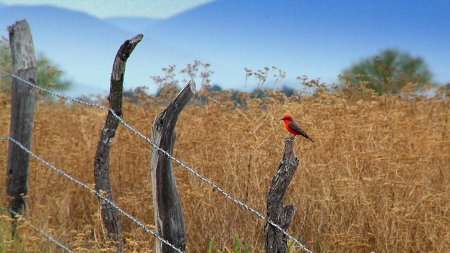 Mexican Cardinal... Photograph by Al Swasey