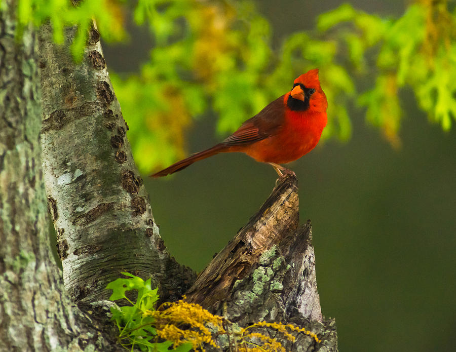Bird Photograph - Mexican Cardinal by Martin Jacobvitz