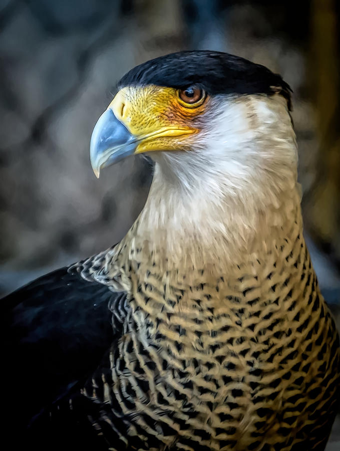 mexican eagle head