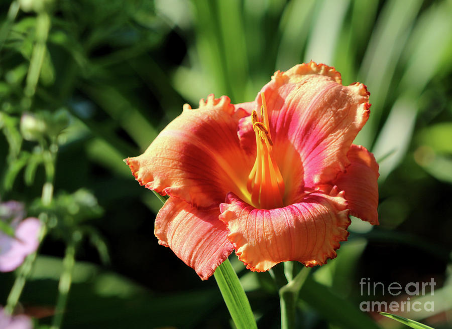 Flower Photograph - Mexican Elvis daylily by Lori Tordsen