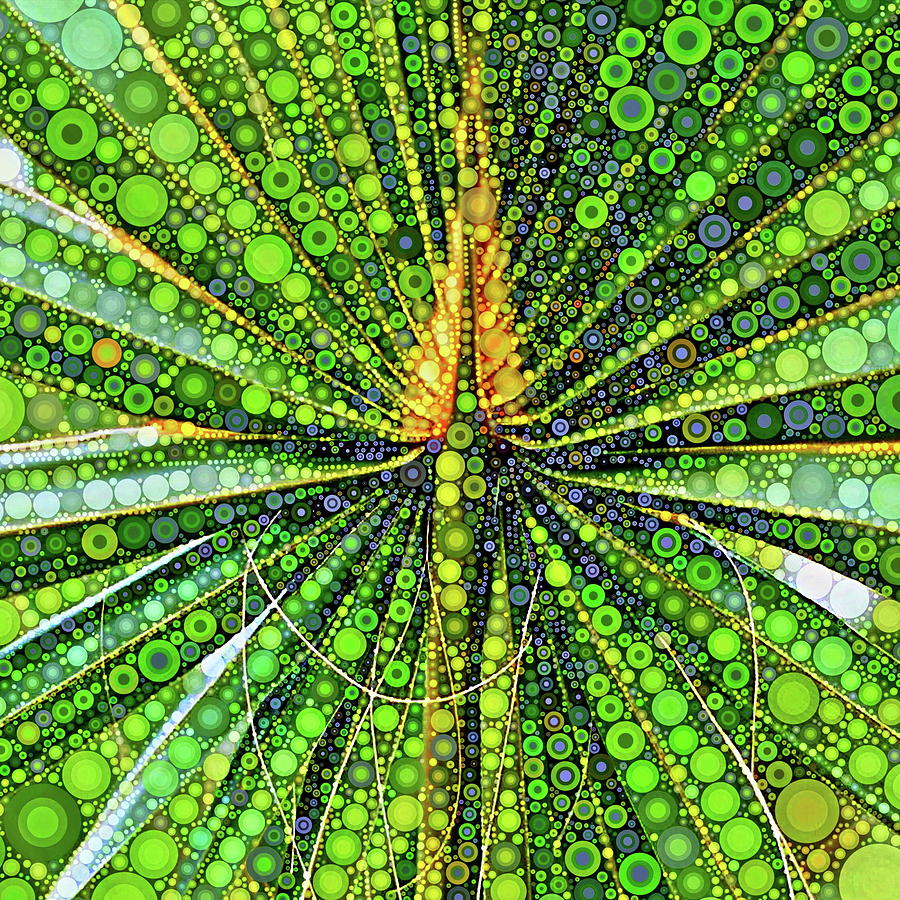 Mexican Fan Palm Leaf Digital Art by Dana Roper