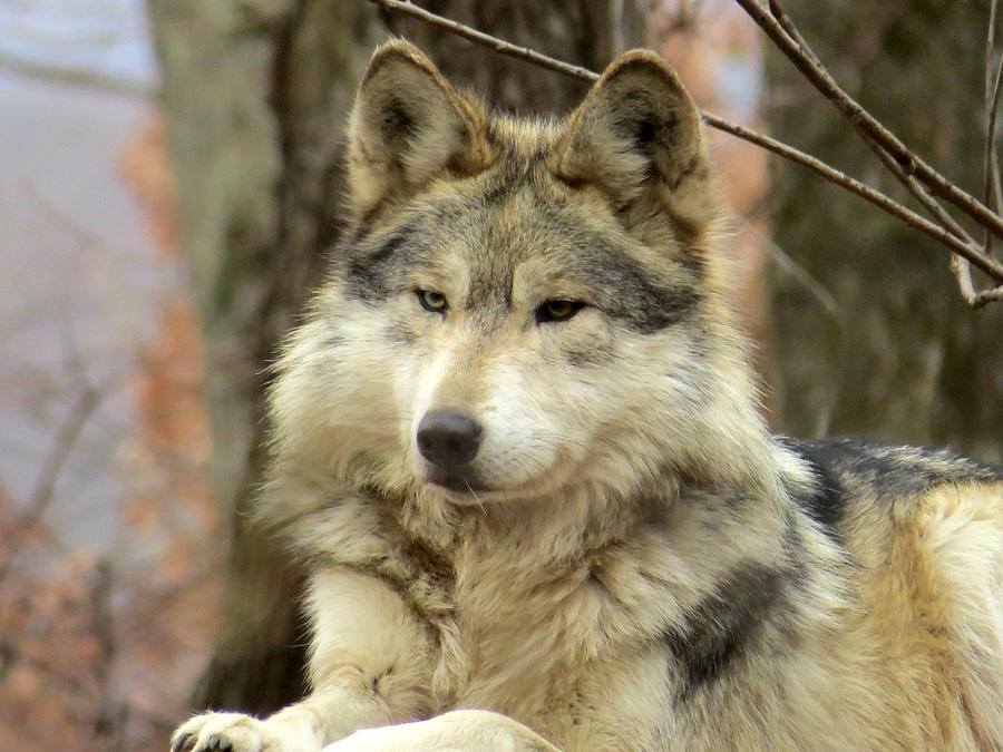 Mexican Gray Wolf Photograph