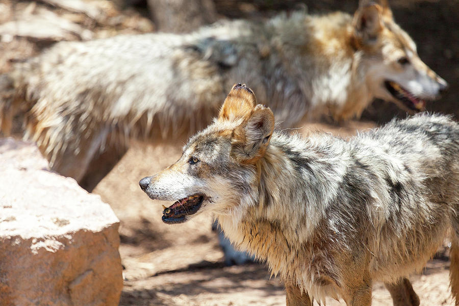 Mexican Gray Wolves Photograph by SR Green