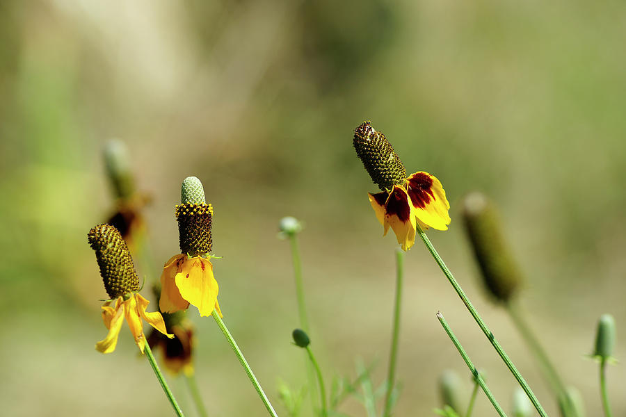 Wildflower Photograph - Mexican Hat Dance by Bill Morgenstern