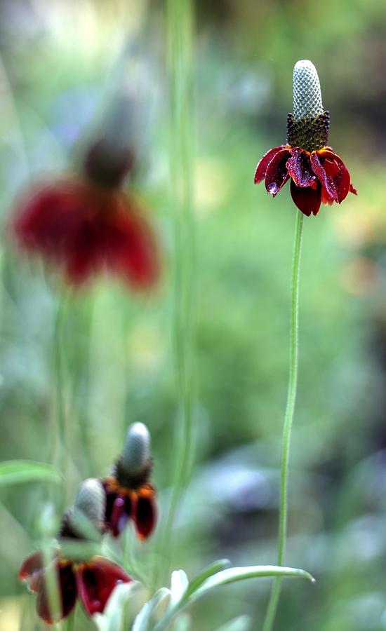 Mexican Hat Flower Photograph by Carol Montoya