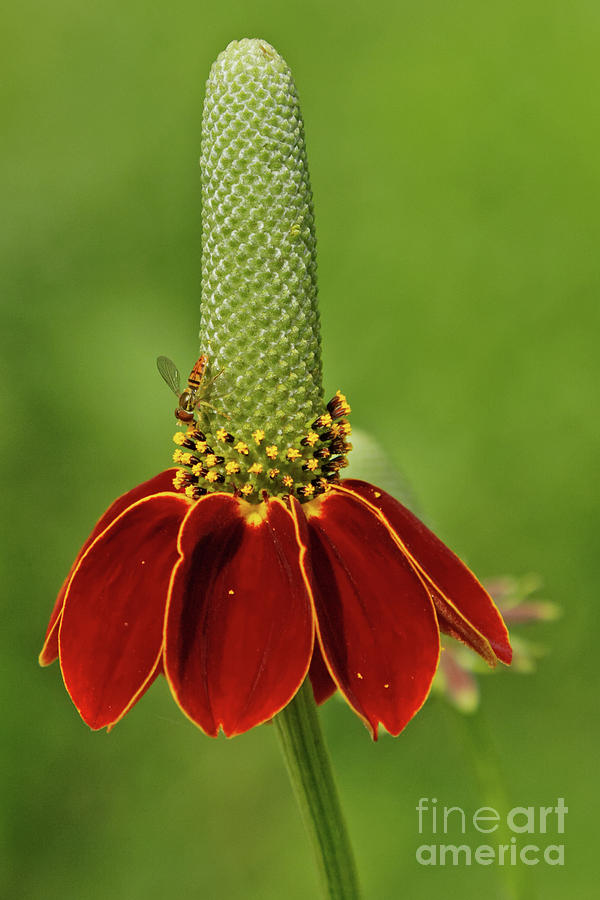 Mexican Hat Prairie Coneflower Photograph by Natural Focal Point Photography