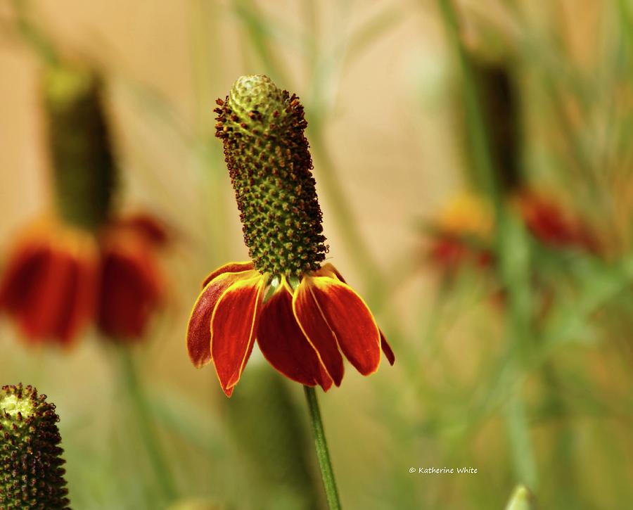 Mexican Hat Prairie Coneflowers Photograph by Katherine White