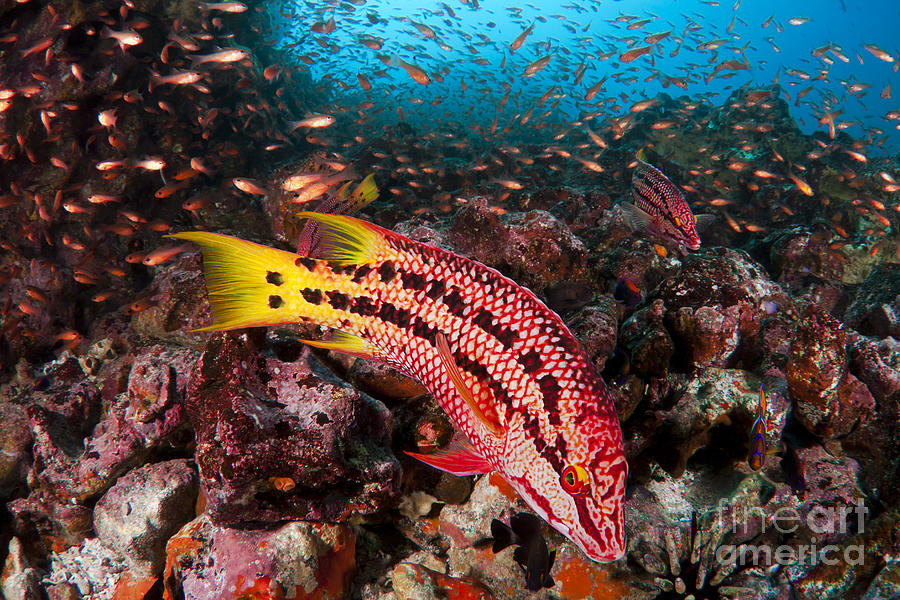 Mexican Hogfish - Galapagos Photograph by Dave Fleetham - Printscapes