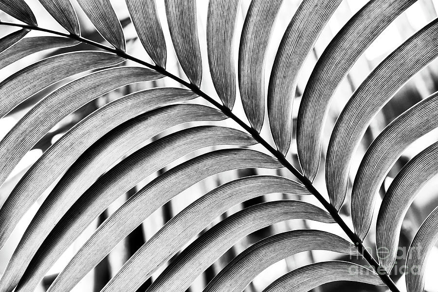 Mexican Horncone Leaf Monochrome  Photograph by Tim Gainey