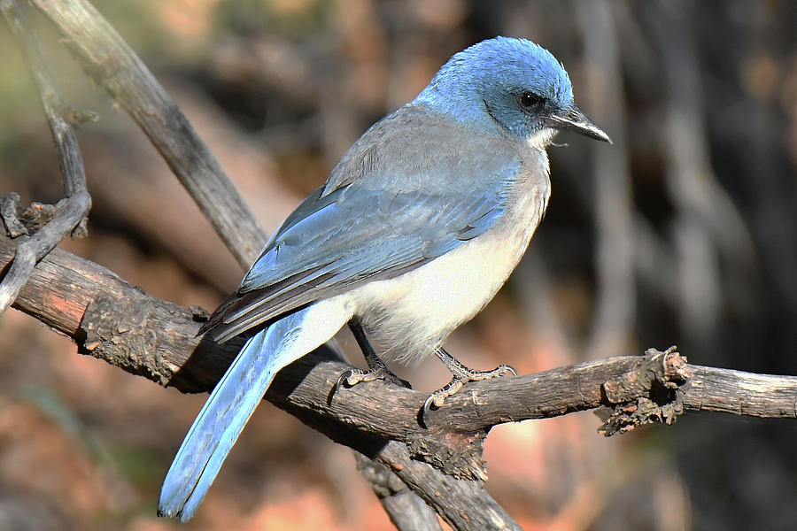 Mexican Jay Photograph by Alan Lenk
