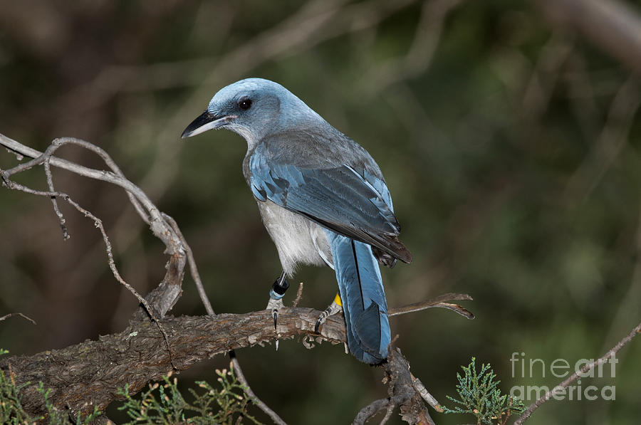 Mexican Jay Photograph by Anthony Mercieca