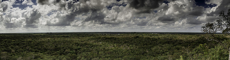 Mexican Jungle Panoramic Photograph by Jason Moynihan