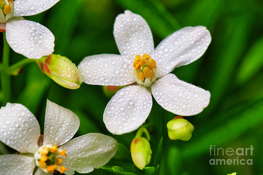 Mexican Orange Blossom after a sprin rain Photograph by Bruce Block