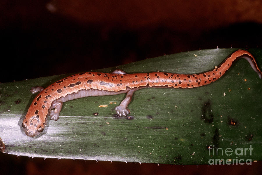 Wildlife Photograph - Mexican Palm Salamander by Dante Fenolio
