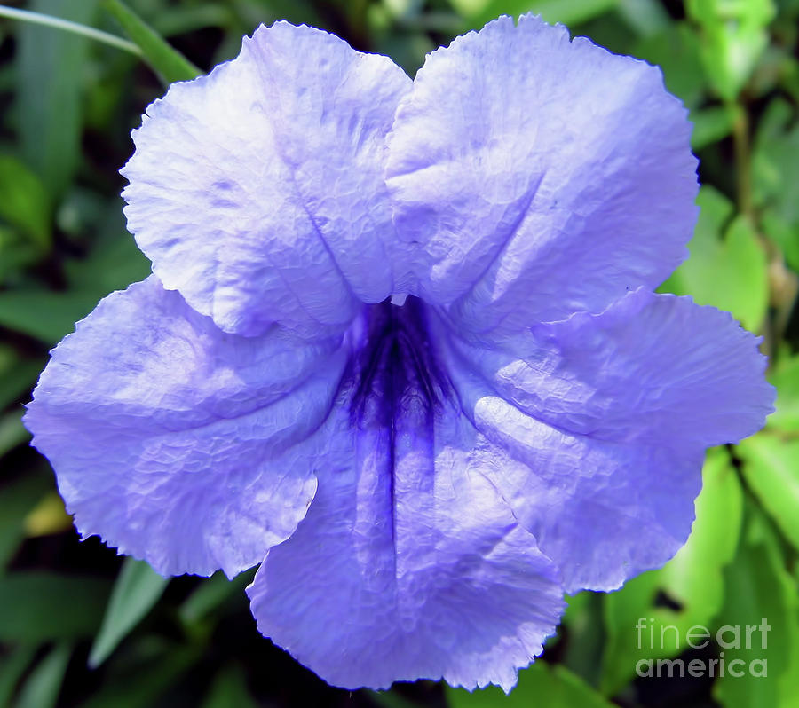 Mexican Petunia Photograph by D Hackett