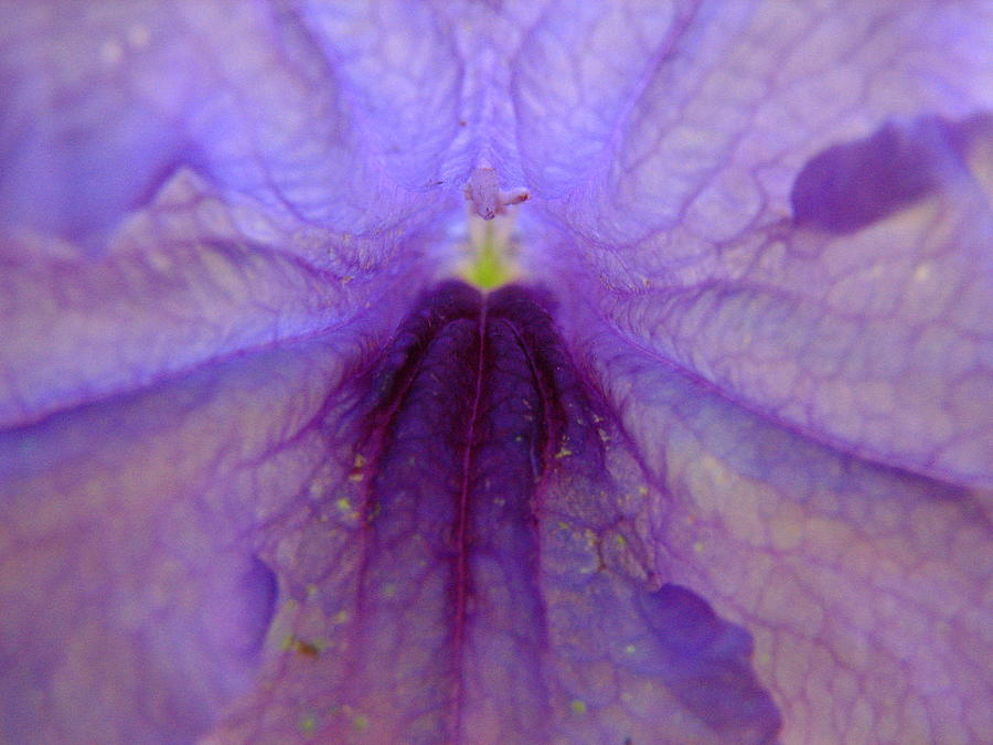 Flowers Still Life Photograph - Mexican Petunia Macro by J M Farris Photography