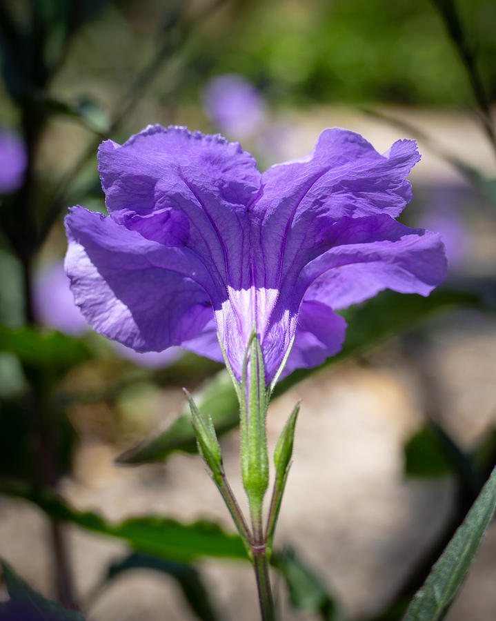 Mexican Petunia Single Photograph by Laurel Powell