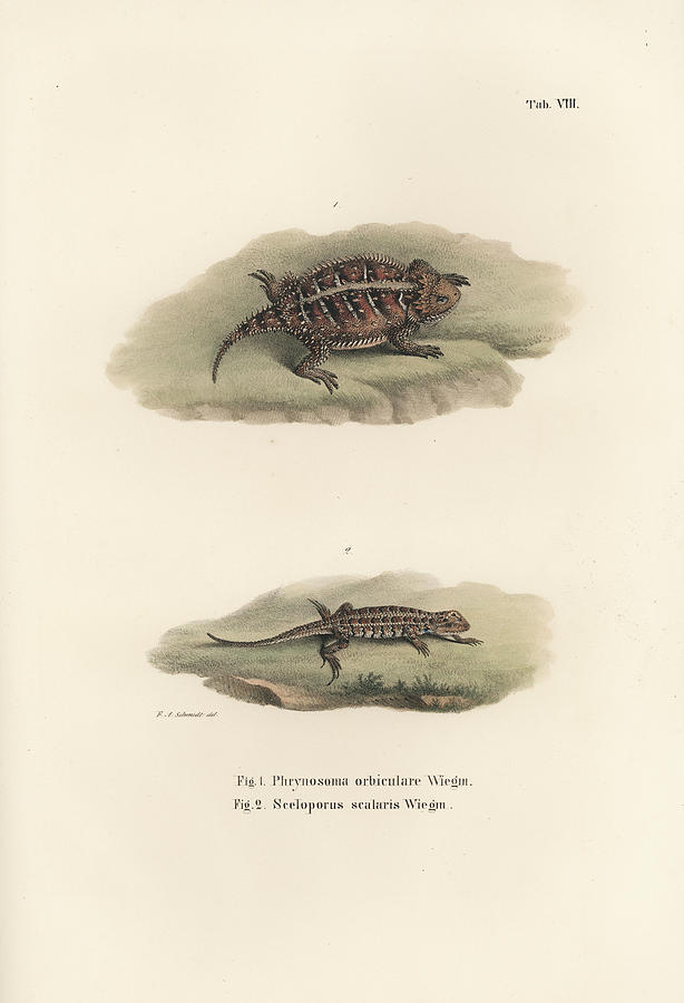 Mexican Plateau Horned Lizard and Light-bellied Bunchgrass Lizard Drawing by Friedrich August Schmidt