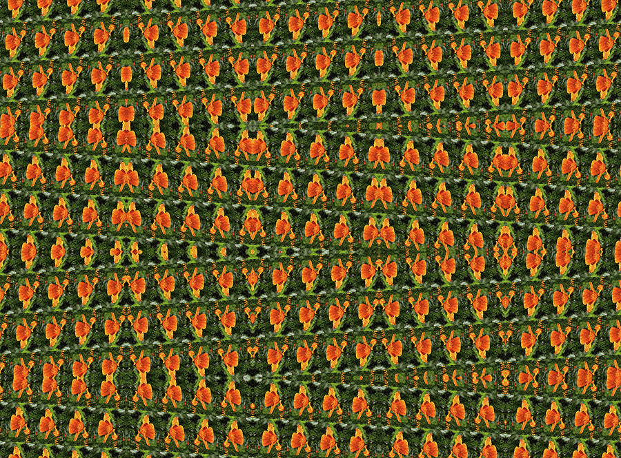 Southwest Photograph - Mexican Poppy Field Abstract by Tom Janca