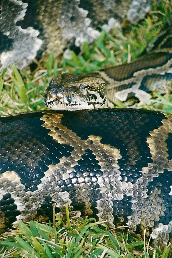 Mexican Python Photograph by Brent Easley - Fine Art America